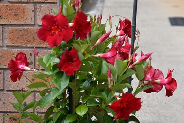 Mandevilla Gian Red Romance Variety Thumbnail.jpeg